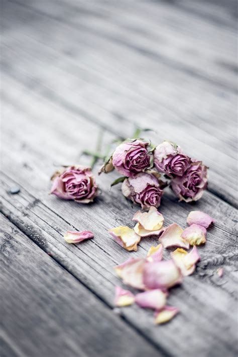 Gambar Tangan Menanam Kayu Ungu Daun Bunga Cinta Mawar Musim
