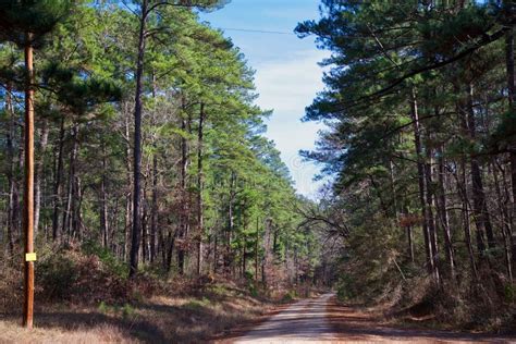 Waldweg Im Piney Holz Von Ost Texas Redaktionelles Foto Bild Von Wald