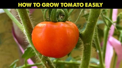 How To Grow Tomatoes At Home Step By Step Guide How To Grow