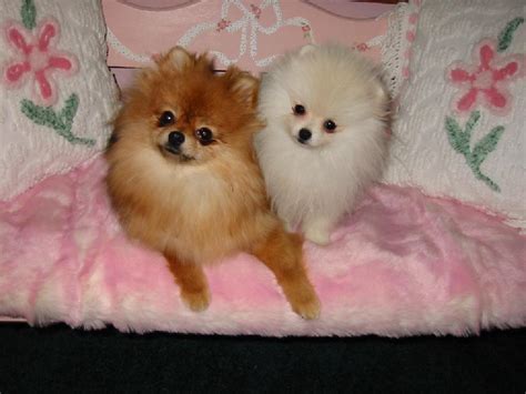All of our teddy bear puppies for sale in wisconsin are vet checked, vaccinated, wormed, and health guaranteed for a year! Pomeranian Puppies For Sale: Teddy Bear Pomeranian Puppies ...