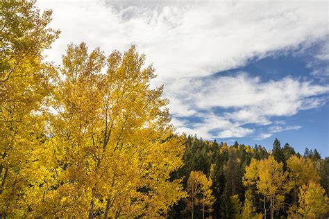 Colorful Changing Aspens Divide Colorado Photograph By Brian Harig