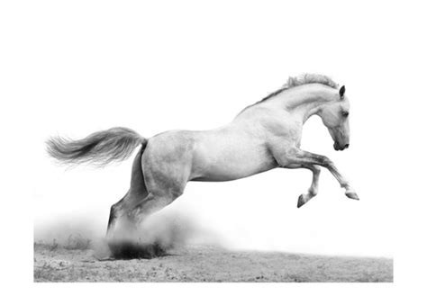 Fototapete White Gallop Pferde Tiere Fototapeten