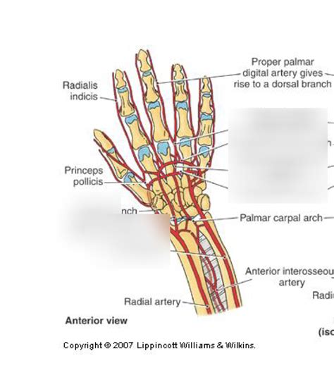 Lecture 13 Blood Supply Of Hand Diagram Quizlet