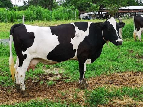 บรรยากาศในฟาร์มชั่งสดชื่นจริงๆเลยนะเนี่ย ดูวัวกินหญ้า กินกันไม่หยุดเลย อุดมสมบูรณ์ #ฟาร์มโชควลี ...