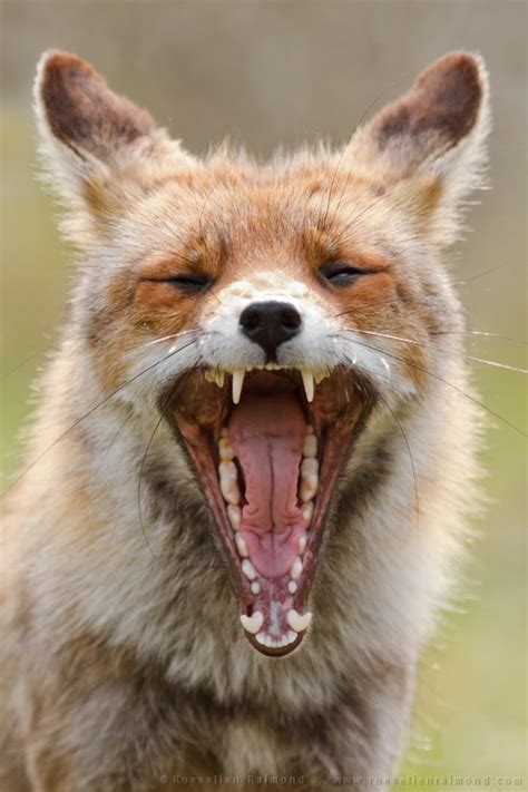 26 Fox Yawns Roeselien Raimond Nature Photography