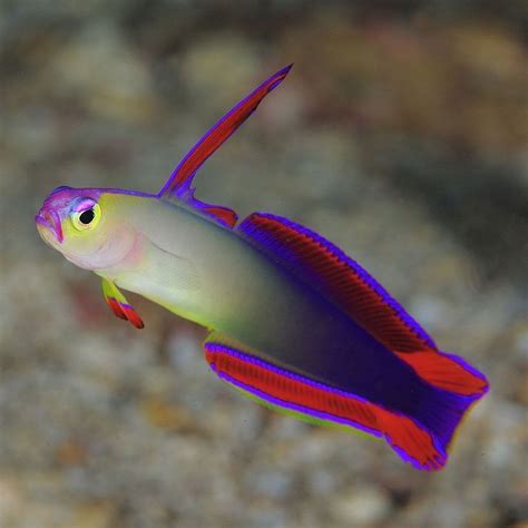 Purple Firefish Overview Care And Breeding Guide Fia