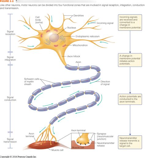 Chapter 5 Neuron Structure And Function Diagram Quizlet