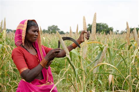 Millets Grains That Might Help Indian Farmers Fight Drought And Improve Diets Too The Salt
