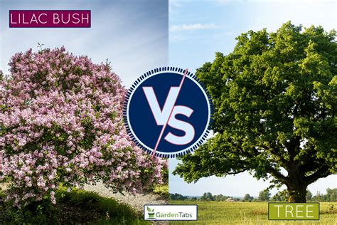 Lilac Bush Vs Tree What Are The Differences