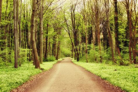 Free Images Landscape Tree Nature Path Outdoor Wilderness