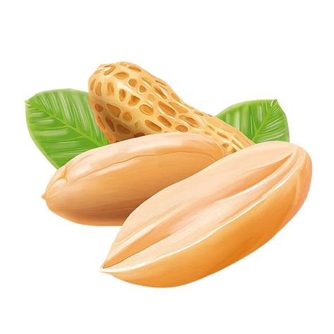 Peanut Butter Peanut Png Download 564564 Free Transparent Peanut