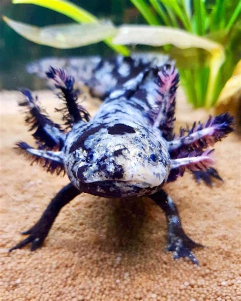 This Is A Beautiful Mosaic Axolotl All Credit To Axolotldeutschland