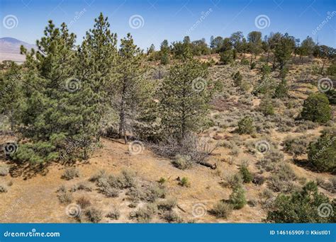 Pine Trees On Hillside Slope Stock Image Image Of Hilltop Gorman