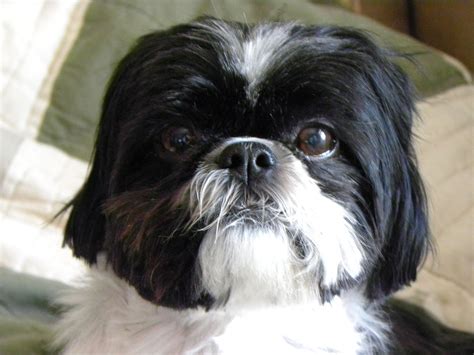 12 Adorable Expressions Every Shih Tzu Parent Will Instantly Recognise