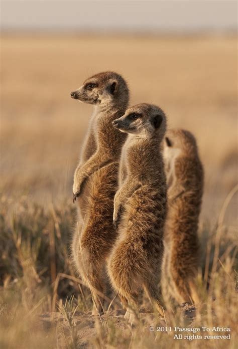 862 Best Images About Meerkats Mongoose Fossa K C
