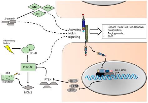 Ijms Free Full Text Multifactorial Contribution Of Notch Signaling