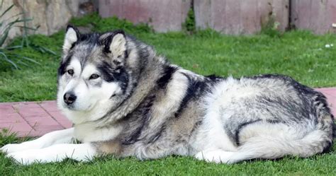 10 Amazing Wolf Dog Breeds The Buzz Land