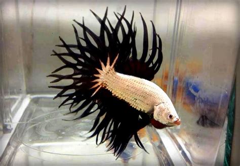 Kenali Ikan Laga Fighting Fish Betta Splendens Relaks Minda