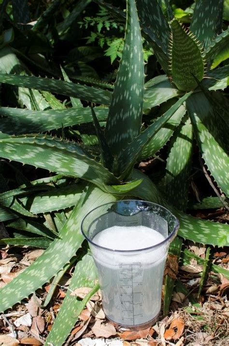 Diy Aloe Water Aloe Water Healthy Water Flavoring Healthy Water