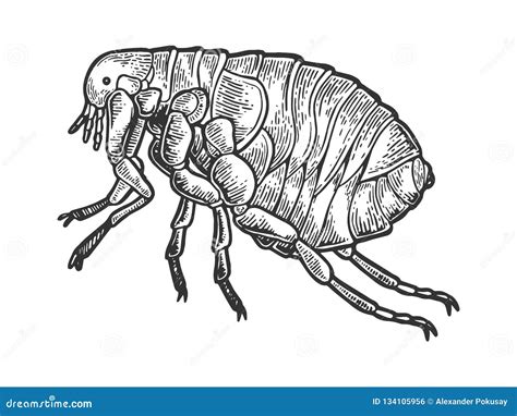 Flea Louse Insect Engraving Vector Illustration Stock Vector