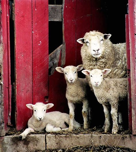 I have so many questions about that drawing. Incredibly Heartwarming Animal Family Photos