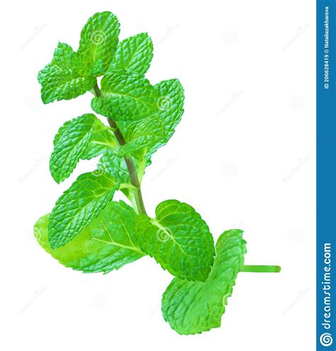Branch Mint Leaves Isolated On White Background Fresh Spearmint Leaf