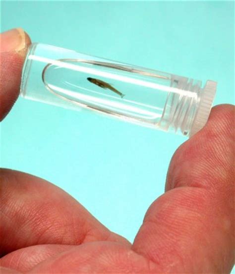 Worlds Smallest Fish Found In Indonesia