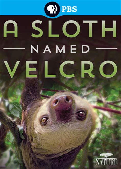 Is Nature A Sloth Named Velcro On Netflix Where To Watch The Movie