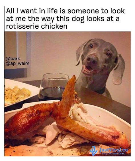 70 Funny Animal Memes Page 33