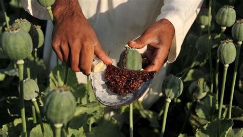 La producción de opio en Afganistán aumenta un 43% en el ...