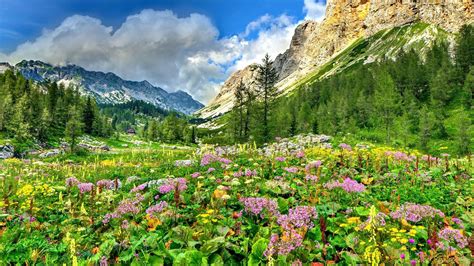 Landscape Nature Spring Flowers And Mountains Rocky