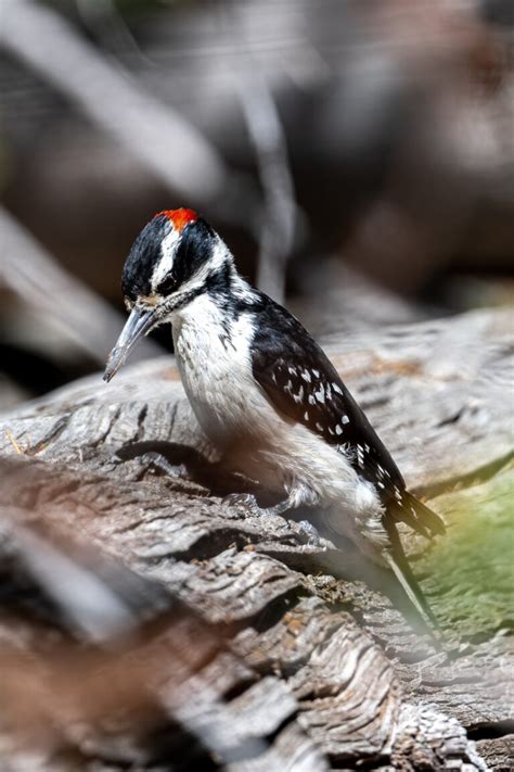 Woodpeckers In Maryland 8 Species You Must See