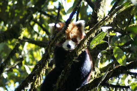 Come See Me In Nepal Learn More About Ecotrips With Red Panda Network