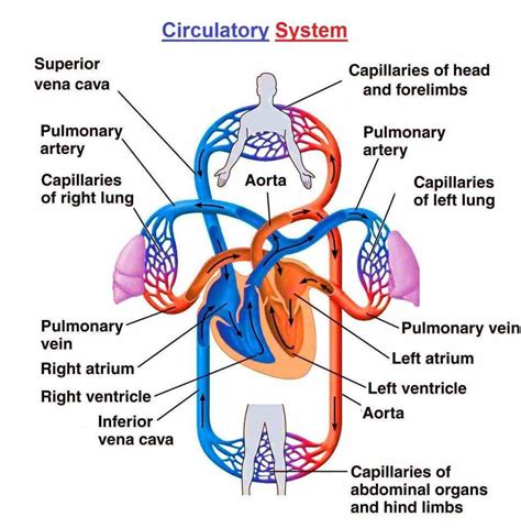 Circulatory Diagram Of Cardiovascular System System Diagrams Are Visual