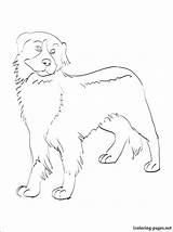 Dog Breed Coloring Getcolorings Getdrawings sketch template