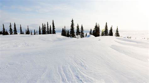 Download Wallpaper 1366x768 Snow Trees Snowdrifts Landscape Winter