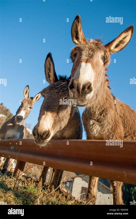 Donkeys Grazing In Freedom Stock Photo Alamy