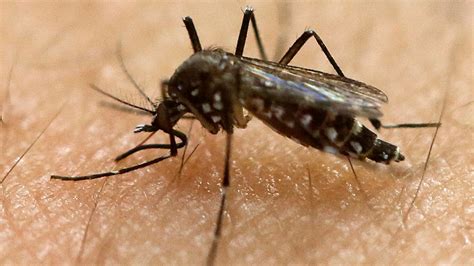 Fighting The Zika Virus What Public Health Officials Need To Do Fox News