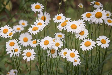 Shallow Focus Photography Dandelions Daisies Flower Meadow White