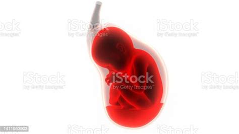 Human Fetus Baby In Womb Anatomy Stock Photo Download Image Now 3d