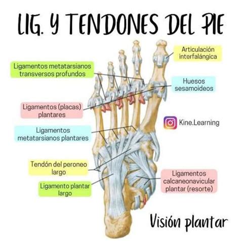 Sintético 104 Foto Anatomía Del Pie Tendones Y Ligamentos Lleno