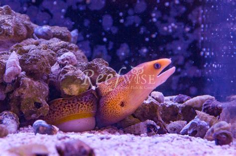 Golden Dwarf Moray Eel Reef2reef Saltwater And Reef Aquarium Forum