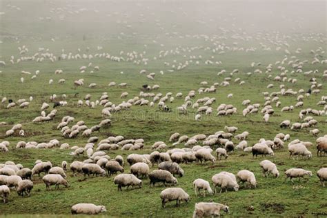 Herd Of Sheep Grazing In The Mountains Stock Image Image Of Green
