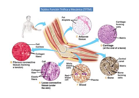 Fibras Do Tecido Conjuntivo