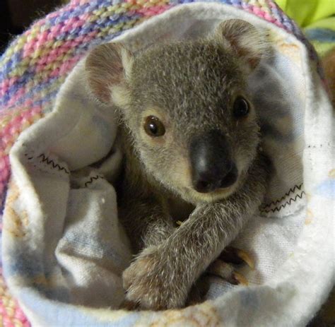 Home Koalas In Care Inc