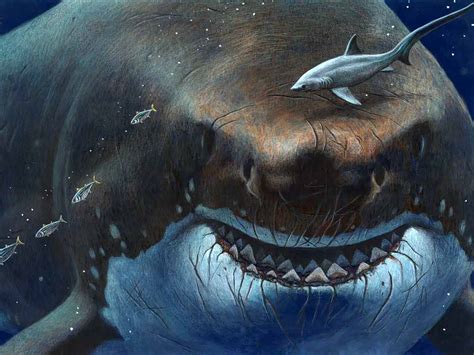Megalodon The Shark The Largest Sea Animal To Ever Live