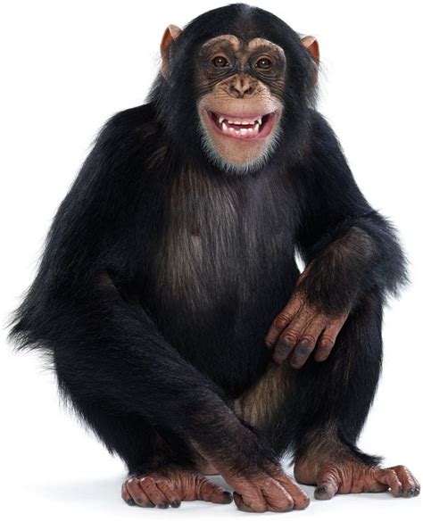 Like Humans Apes Are Susceptible To Spin Scientific American