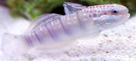 Dragon Bullet Goby The Fish Room