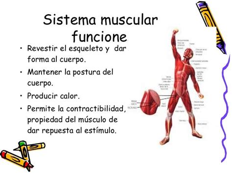 Funciones Del Sistema Muscular Chefli