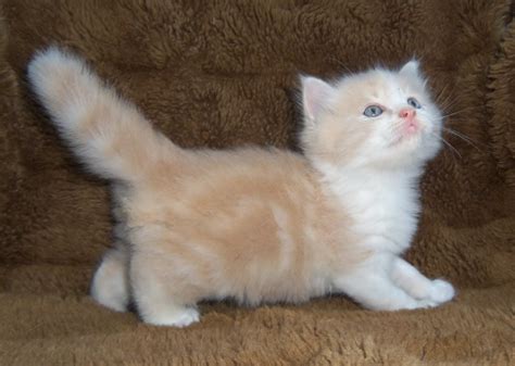 Cream And White Longhaired Kitten Countrymunchkins2011 Flickr